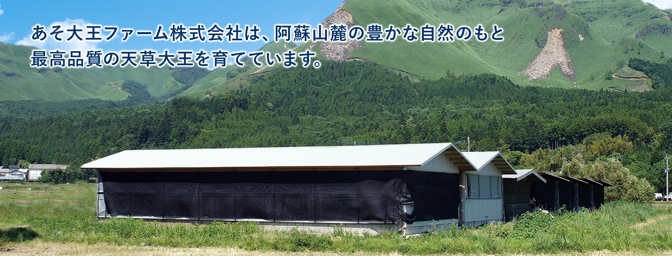 あそ大王ファーム株式会社は、阿蘇山麓の豊かな自然のもと最高品質の天草大王を育てています。