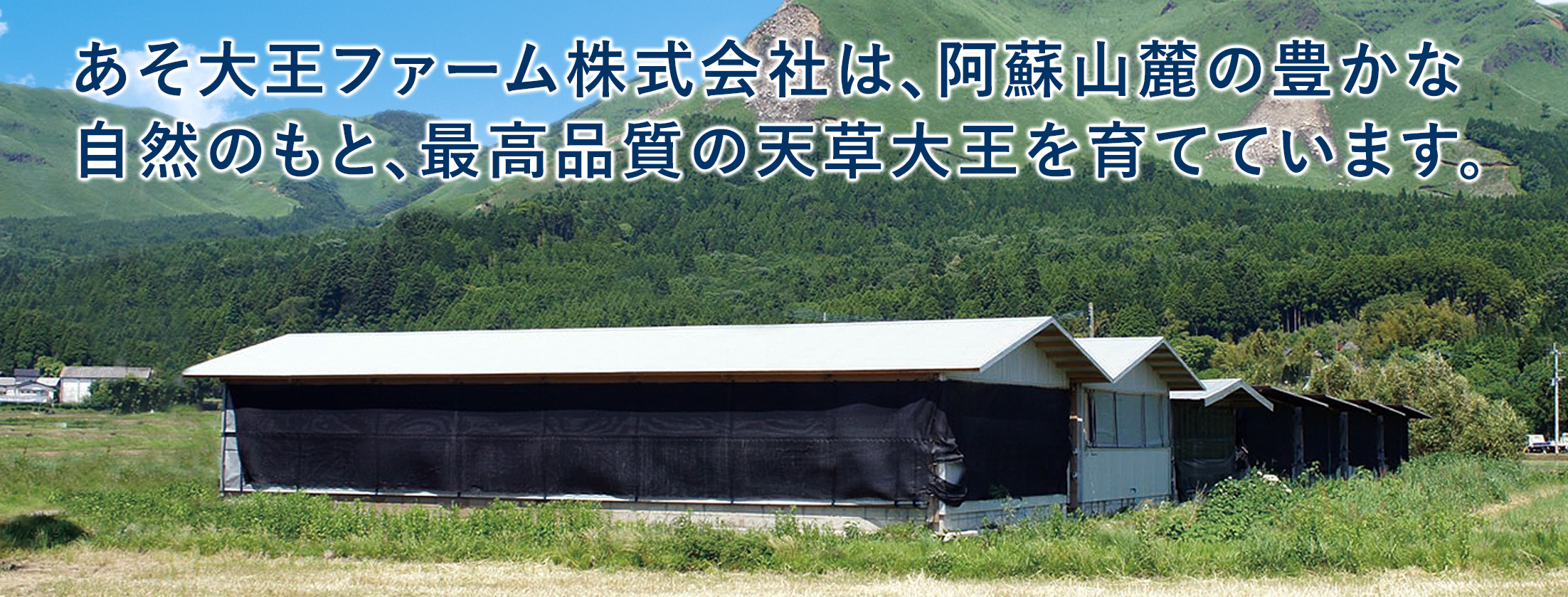 あそ大王ファーム株式会社は、阿蘇山麓の豊かな自然のもと最高品質の天草大王を育てています。